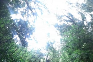 Ko'olau Wasserfall-Wanderung & Downhill Bike