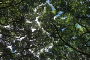 Ko'olau Wasserfall-Wanderung & Downhill Bike