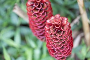 Ko'olau Wasserfall-Wanderung & Downhill Bike