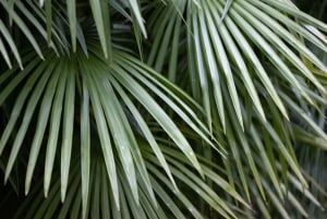 Ko'olau Wasserfall-Wanderung & Downhill Bike