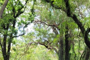 Ko'olau waterval wandeling & afdaling fietsen