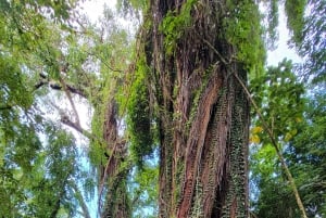 Ko'olau waterval wandeling & afdaling fietsen