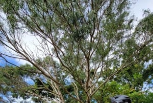 Ko'olau waterval wandeling & afdaling fietsen