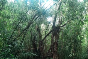 Ko'olau waterval wandeling & afdaling fietsen