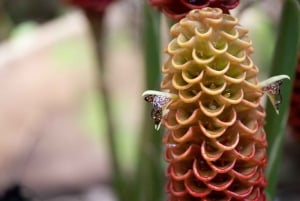 Ko'olau waterval wandeling & afdaling fietsen