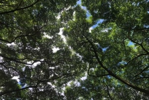 Ko'olau waterval wandeling & afdaling fietsen