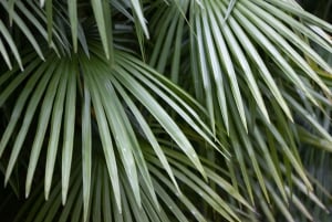 Ko'olau waterval wandeling & afdaling fietsen