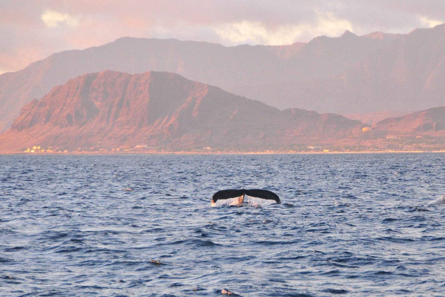 Ko Olina Captain's Sunset + Dégustation