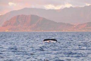 Ko Olina Captain's Sunset + Dégustation