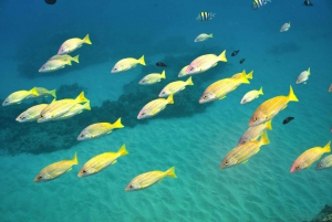 Ko Olina: Morning Snorkel