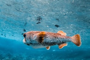 Tour di snorkeling Koa Kai Maui Molokini