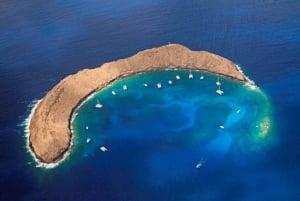 Passeio de mergulho com snorkel em Molokini do Koa Kai Maui