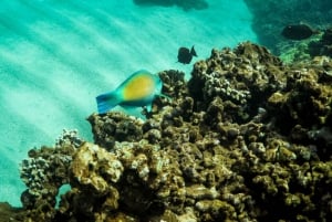 Koa Kai Molokini snorkling och valskådning på Maui