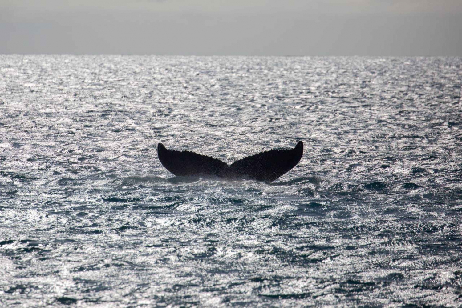 Avventura di osservazione delle balene al tramonto a Maui con il Koa Kai