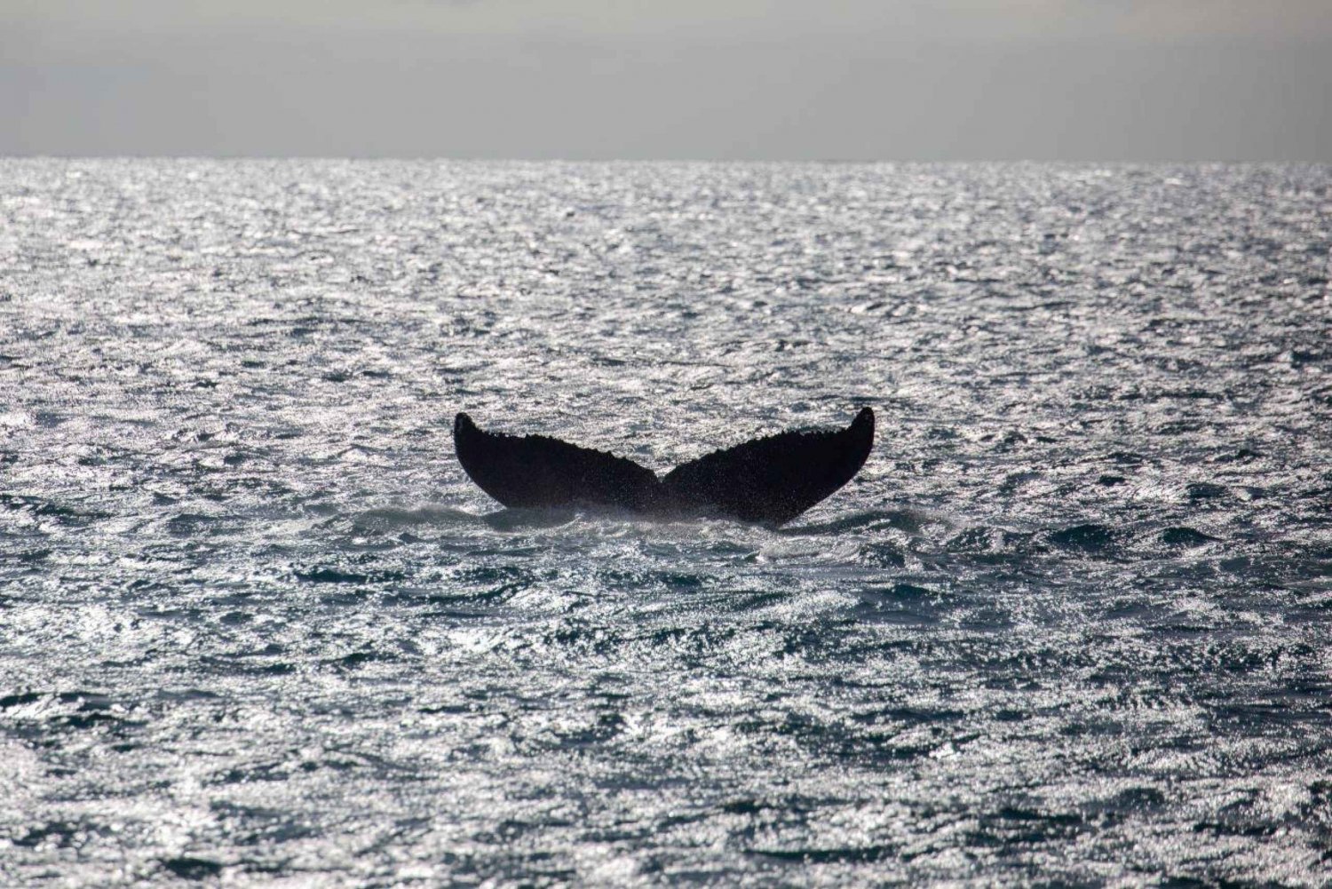 Maui: Koa Kai Whale Watch Adventure