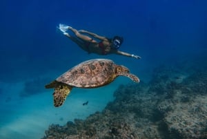 Kona Afternoon Dolphin Watch & Snorkel sulla Big Island