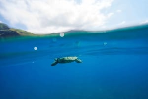 Kona Afternoon Dolphin Watch & Snorkel sulla Big Island