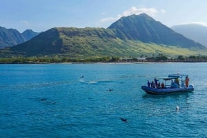 Kona Afternoon Dolphin Watch & Snorkel sulla Big Island