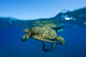 Kona Afternoon Dolphin Watch & Snorkel sulla Big Island