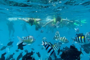 Brisbane: Sirromet Winery Tour with Tasting & 2-Course Lunch