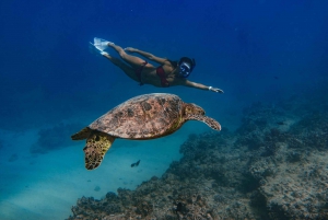 Brisbane: Sirromet Winery Tour with Tasting & 2-Course Lunch