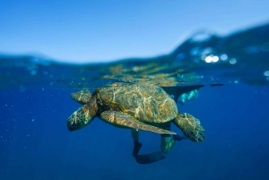 Brisbane: Sirromet Winery Tour with Tasting & 2-Course Lunch