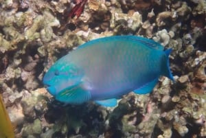 Kona Excursión de snorkel Capitán Cook