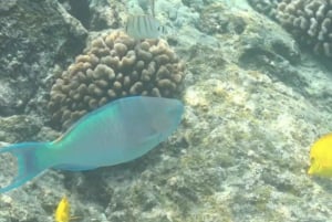 Kona Excursión de snorkel Capitán Cook