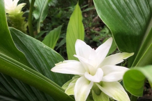 Costa de Kona: Degustación de Café Rooster Farms