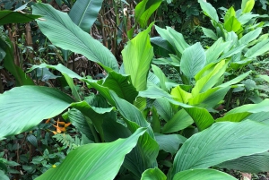 Costa de Kona: Degustación de Café Rooster Farms