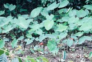 Costa de Kona: Degustación de Café Rooster Farms