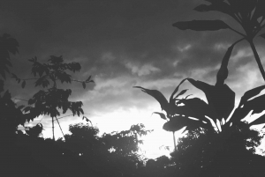 Costa de Kona: Degustación de Café Rooster Farms