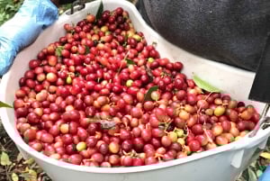 Costa de Kona: Degustación de Café Rooster Farms