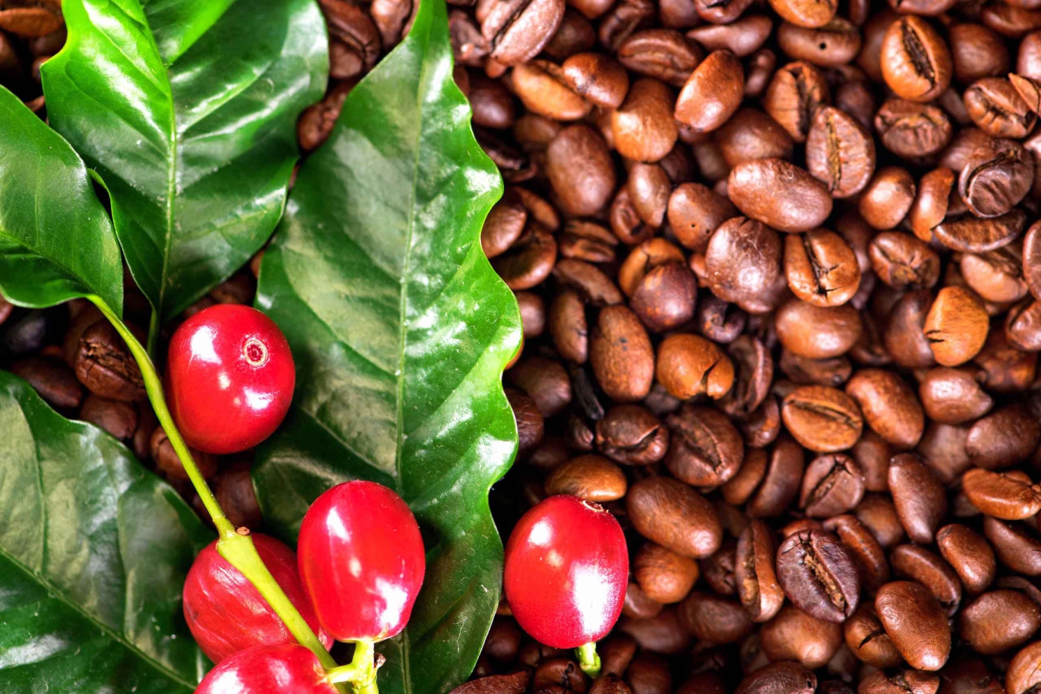 Kona: tour del caffè e delle tartarughe marine