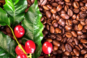 Kona: tour del caffè e delle tartarughe marine