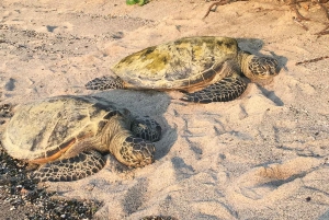 Kona: tour del caffè e delle tartarughe marine
