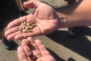 Kona: tour del caffè e delle tartarughe marine