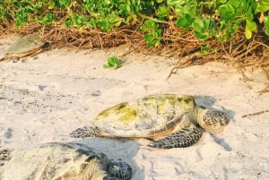 Kona: tour del caffè e delle tartarughe marine