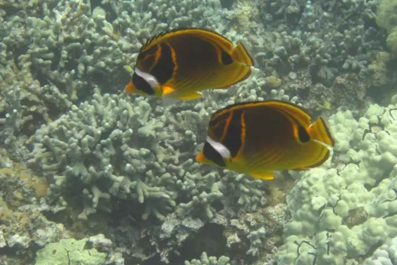 Kona: Aventura de snorkel de luxo com 2 pontos de snorkel