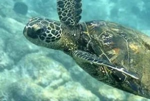 Kona: Deluxe Snorkel Adventure with 2 Snorkeling Spots