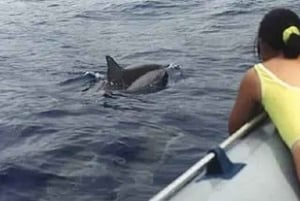 Kona: Aventura de snorkel de luxo com 2 pontos de snorkel