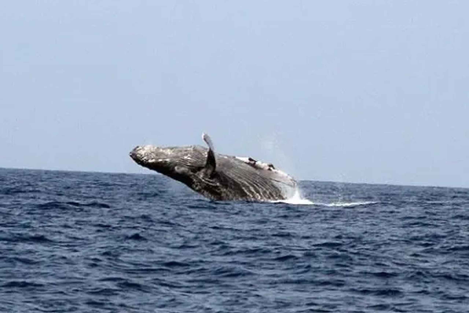 Kona: Dolphin & Whale Watching Tour