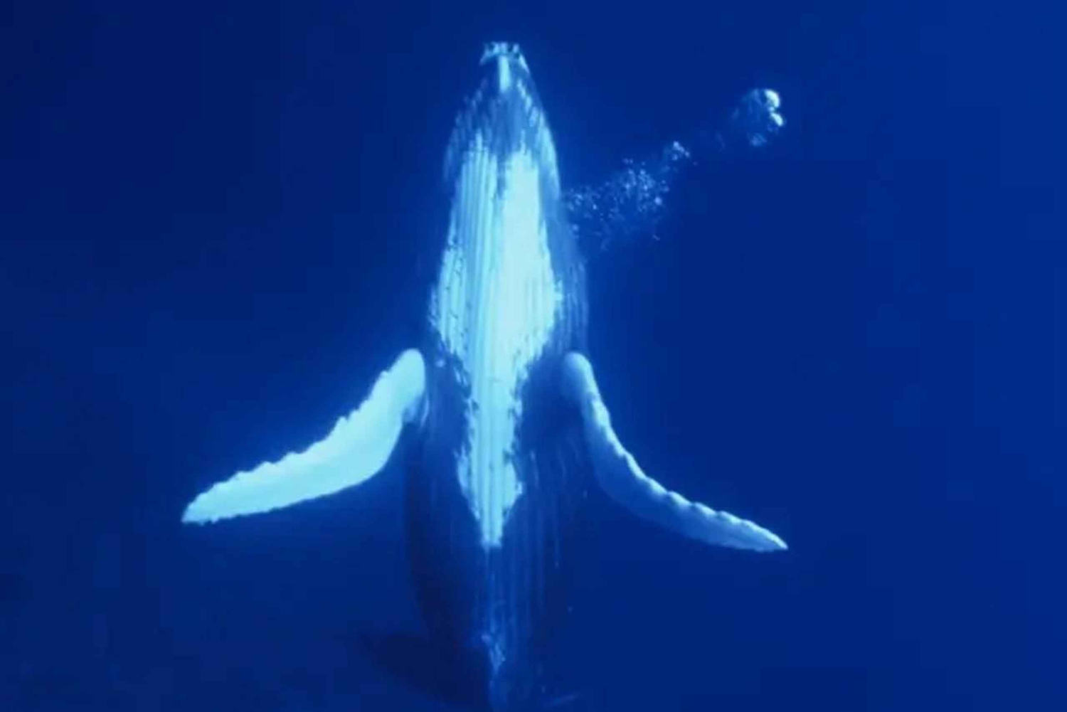 Kona: Dolphin & Whale Watching Tour