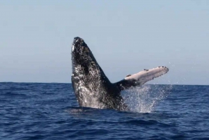 Kona: Tour di avvistamento dei delfini e delle balene