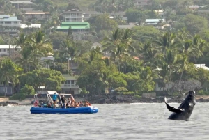 Kona: Tour di avvistamento dei delfini e delle balene