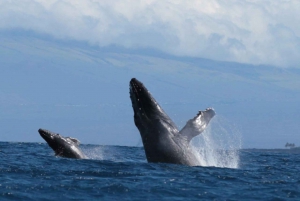 Kona: Tour di avvistamento dei delfini e delle balene