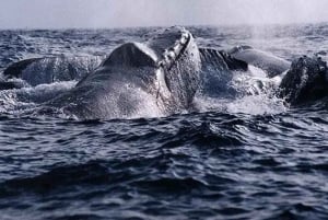 Kona: Dolphin & Whale Watching Tour