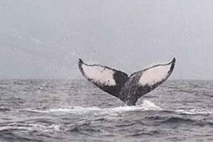 Kona: Dolphin & Whale Watching Tour