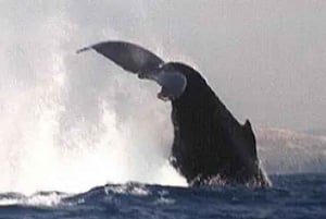 Kona: Dolphin & Whale Watching Tour