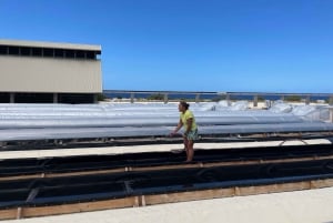 Kona: Hawaiian Salt Farm Tour